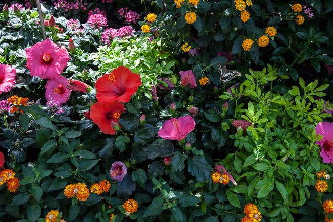 10 cách để hô biến sân vườn nhỏ trước nhà trở nên lung linh