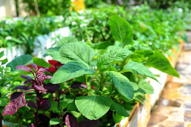 4 mẹo siêu hay khi trồng rau đay, rau dền để cả hè không lo thiếu rau ăn