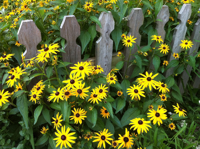 4 ý tưởng trang trí sân vườn bằng các loài hoa cho mùa hè rực rỡ