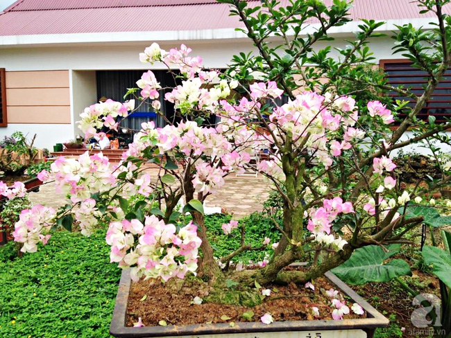 Bỏ việc quản lý và căn nhà ở nội thành Hà Nội, vợ chồng ra ngoại thành xây nhà vườn đẹp như cổ tích