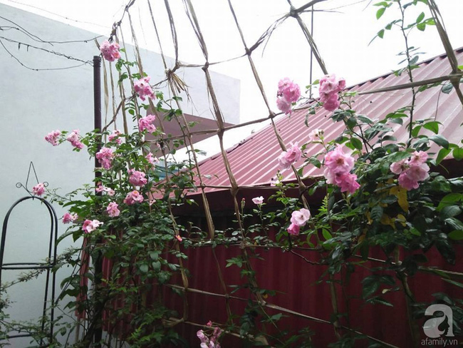 Khu vườn hoa hồng chen nhau nở rực rỡ trên sân thượng 18m² ở Hà Nội