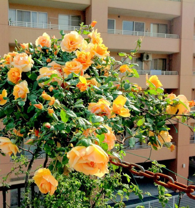 Khu vườn hoa hồng đẹp như cổ tích trên sân thượng của cô sinh viên trẻ