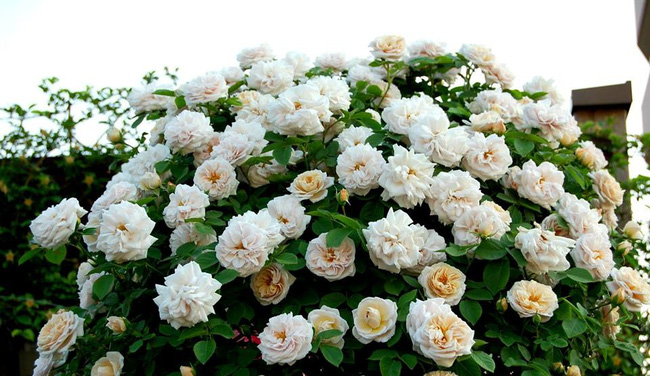 Khu vườn hoa hồng đẹp như cổ tích trên sân thượng của cô sinh viên trẻ