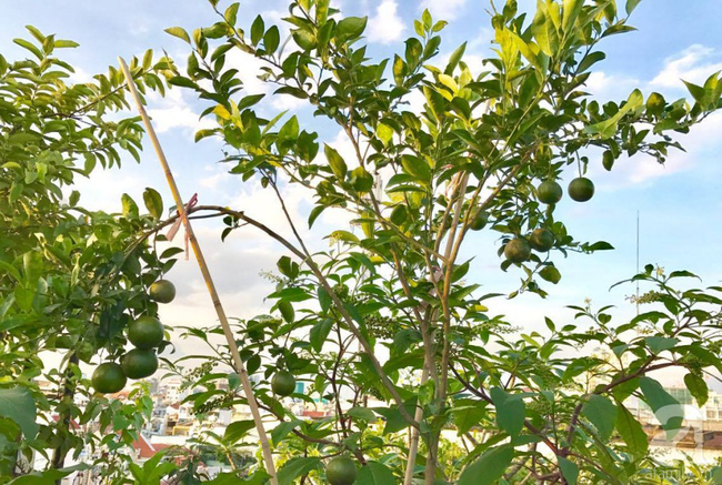 Khu vườn trên sân thượng rộng tới 200m² bạt ngàn rau quả sạch của nữ doanh nhân Sài Thành