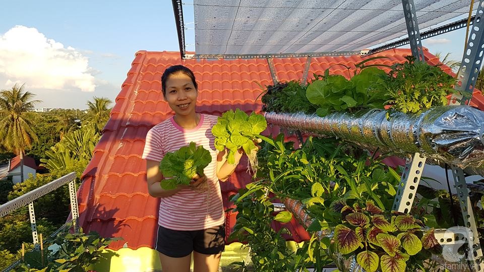 Ông bố trẻ chi 10 triệu trồng rau thủy canh, biến sân thượng thành vườn rau xanh mướt