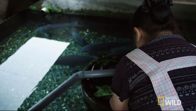 Ở Nhật, người ta có thể rửa bát, rửa rau ngay ở hồ cá trong nhà, bí quyết là nhờ…