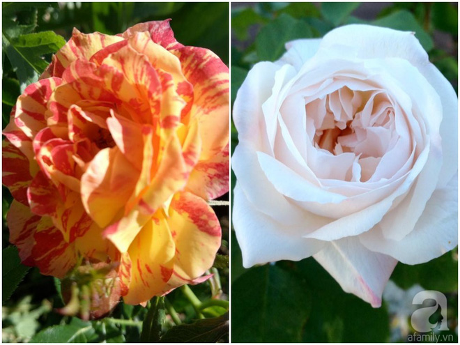 Khu vườn hoa hồng rộng hơn 1 hecta đẹp như cổ tích của người phụ nữ sinh ra ở chốn ngàn hoa