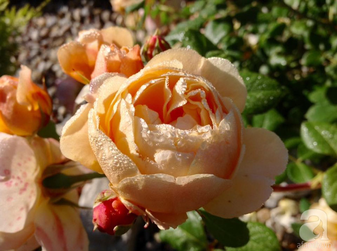 Khu vườn hoa hồng rộng hơn 1 hecta đẹp như cổ tích của người phụ nữ sinh ra ở chốn ngàn hoa