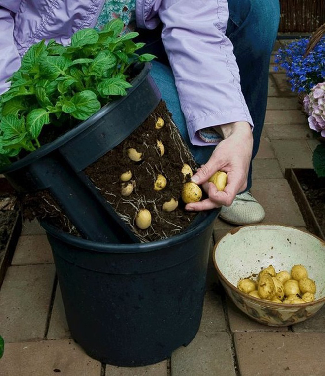 5 cách trồng khoai tây bội thu không phải ai cũng biết