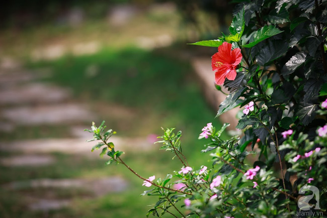Nhà vườn xanh mát bóng cây, hoa nở đẹp đến "nghẹt thở" cách Hà Nội 45 phút chạy xe