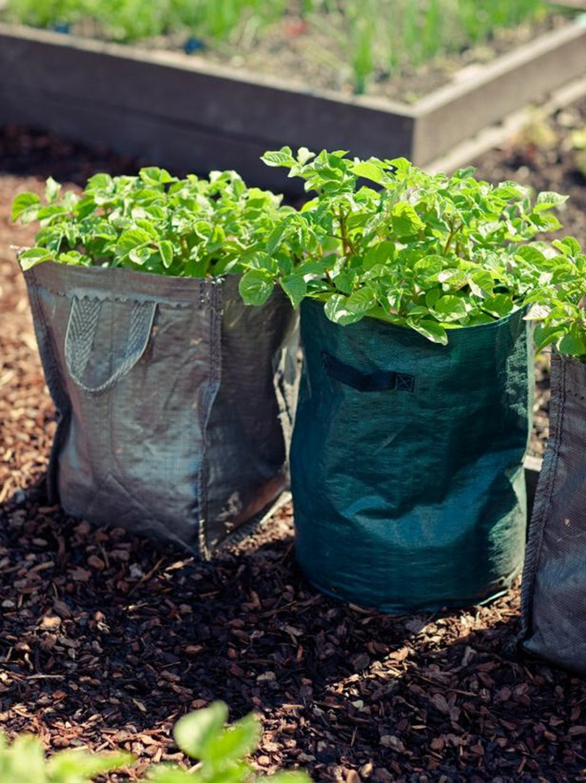 5 cách trồng khoai tây bội thu không phải ai cũng biết