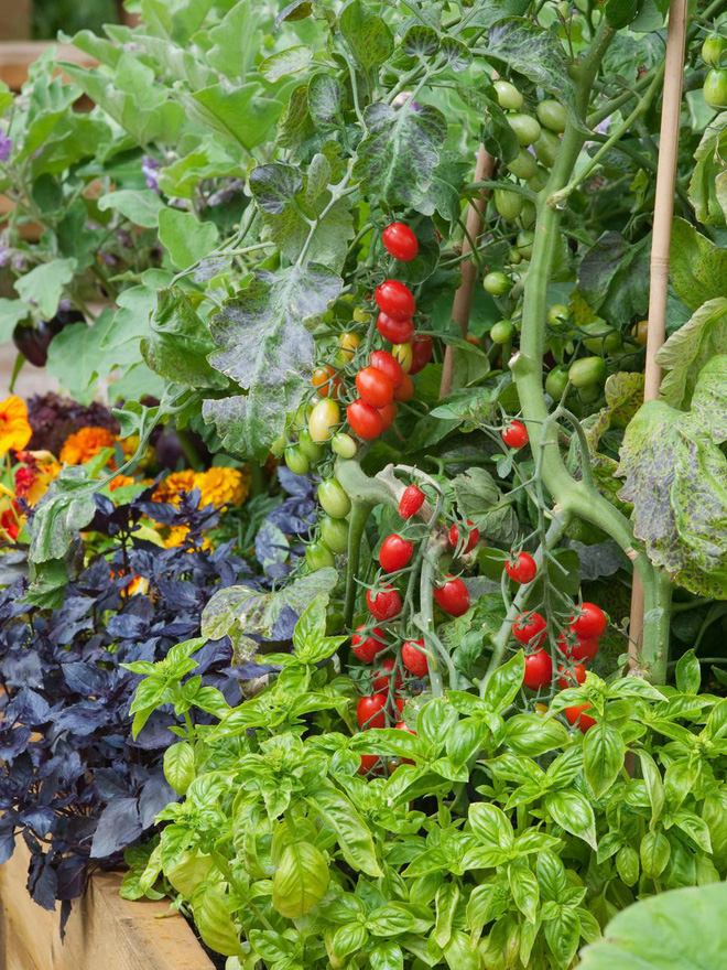 10 cách trồng rau quả đẹp như trồng hoa để vừa có rau ăn vừa làm đẹp khu vườn