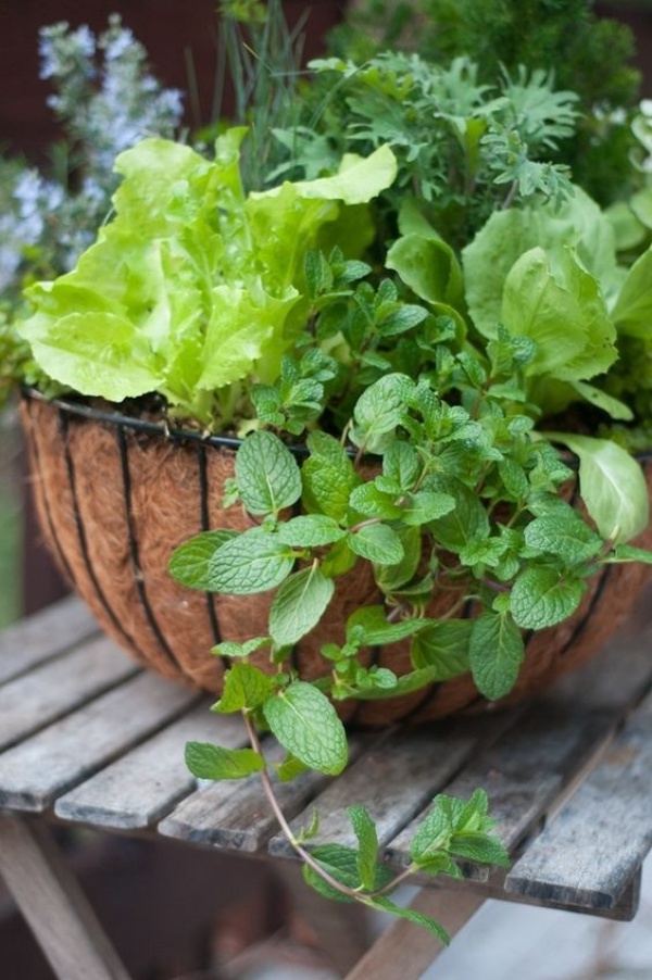 6 loại rau củ quả bạn có thể trồng trong giỏ mà vẫn sai quả, tươi tốt