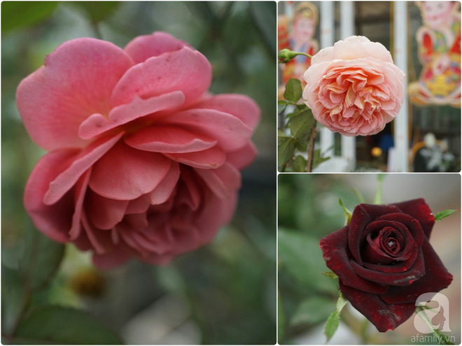 Nữ thạc sỹ nông nghiệp sở hữu các khu vườn hoa hồng với 600 giống hồng nội và ngoại đủ màu sắc