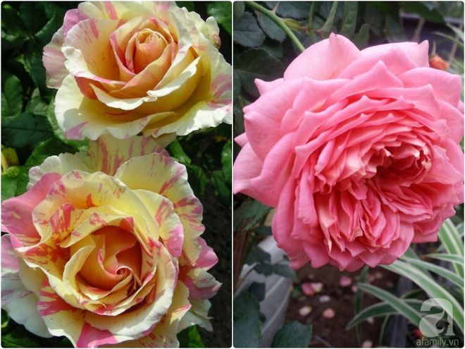 Nữ thạc sỹ nông nghiệp sở hữu các khu vườn hoa hồng với 600 giống hồng nội và ngoại đủ màu sắc