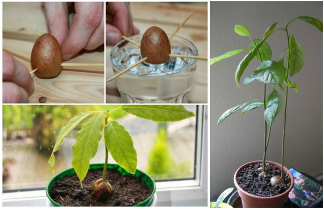 16 loại cây có thể mọc lại một cách kỳ diệu mà không cần mua cây con