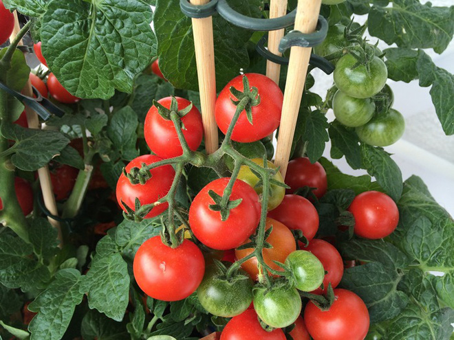 Đây là cách trồng cà chua nhanh nhất mà bạn đã bỏ qua một cách đáng tiếc