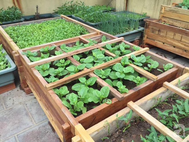 Trồng rau trong khung gỗ - giải pháp vừa có rau sạch để ăn lại vừa có khu vườn đẹp