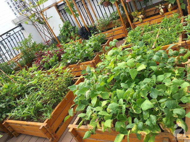 Trồng rau trong khung gỗ - giải pháp vừa có rau sạch để ăn lại vừa có khu vườn đẹp
